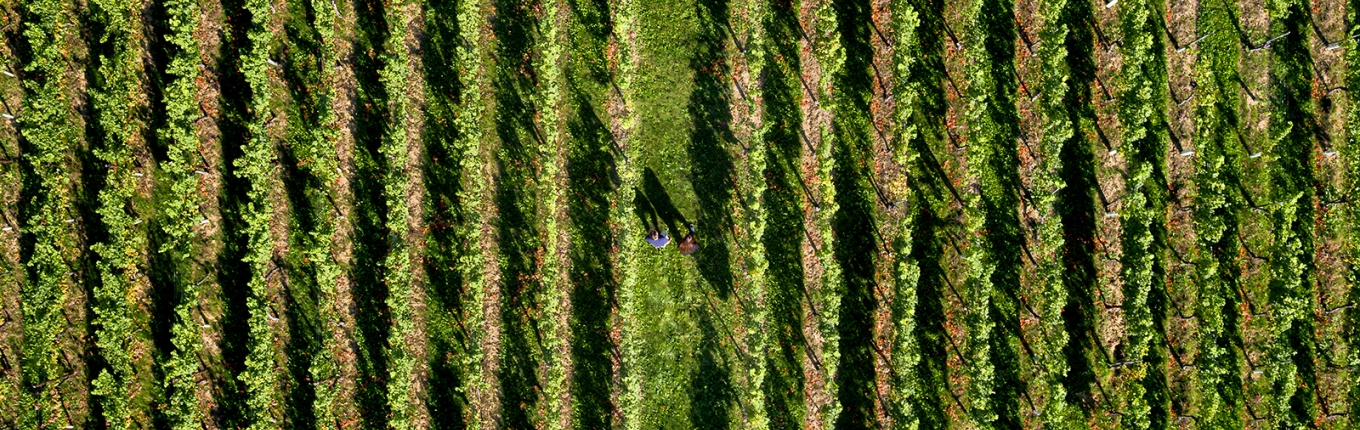 Dronefoto waarop een Limburgse wijngaard te zien is, met in het midden twee mensen die erdoorheen lopen.
