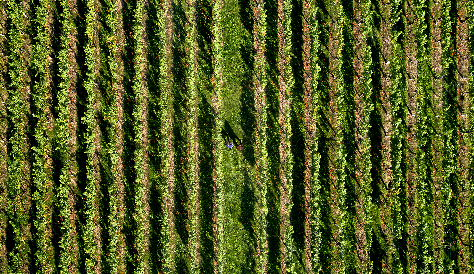 Dronefoto waarop een Limburgse wijngaard te zien is, met in het midden twee mensen die erdoorheen lopen.